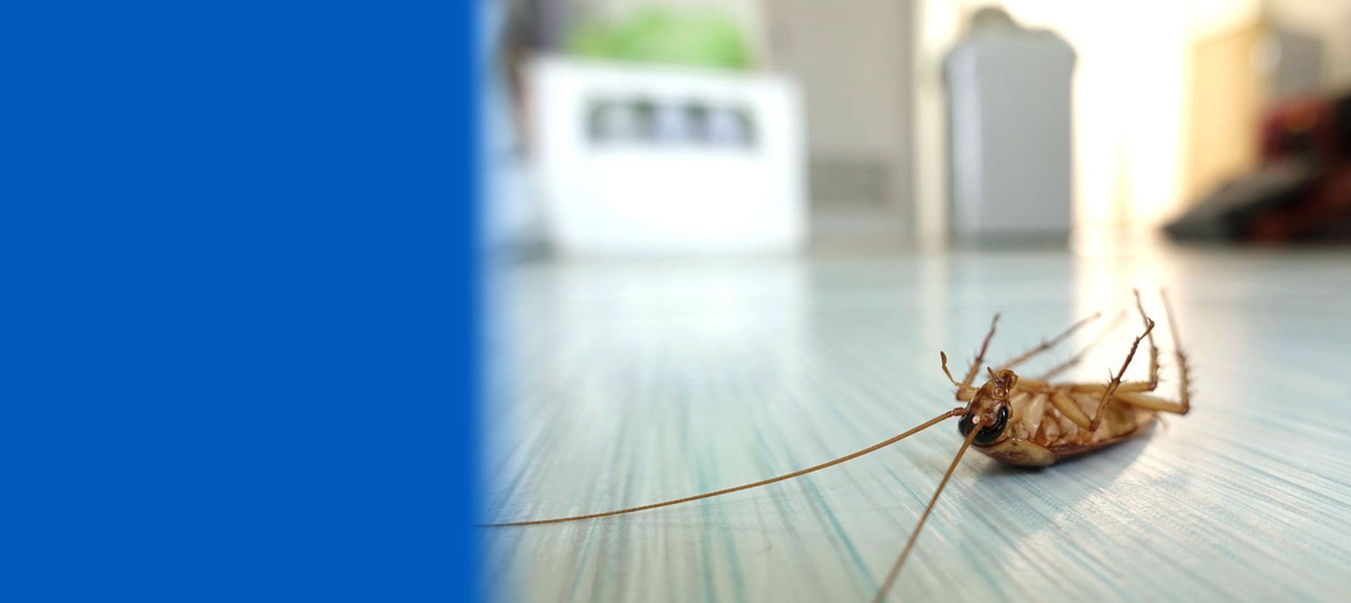 Pest Control Sandton Randburg Pest Control Sandton Cleaning